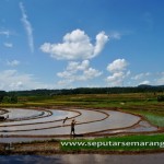 Preparation rice field at mijen