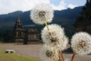 Pesta Dandelion di Candi Arjuna Dieng