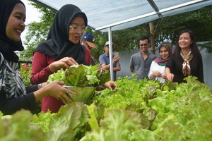 Segarnya Salad Yang Dipetik Langsung Dari Hidroponik Farm