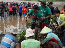 Djarum Foundation Tanam 10.000 Mangrove di Mangkang Semarang